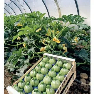 Compra CALABACÍN GEODE F1 BIO (1.000 Semillas) en la tienda online Fito Agrícola