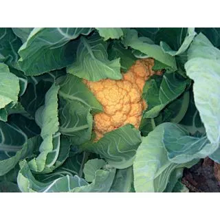 Compra COLIFLOR CHEDDAR F1 Sin Tratar (10.000 Semillas) en la tienda online Fito Agrícola