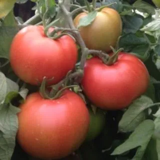 Compra TOMATE CALABARDINA F-1 Injertado EPS104 en la tienda online Fito Agrícola