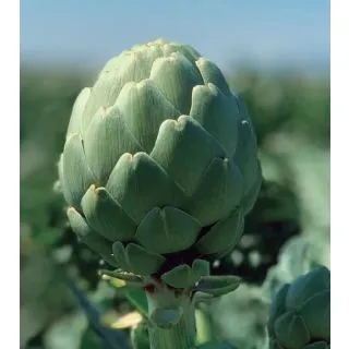 Compra ALCACHOFA GREEN QUEEN F1 EPS150 en la tienda online Fito Agrícola