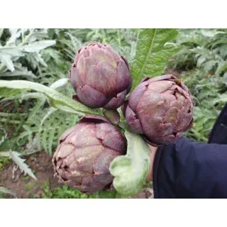 Compra ALCACHOFA CAIO F1 (500 Semillas). en la tienda online Fito Agrícola