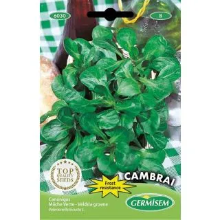 Compra CANÓNIGO VERDE DE CAMBRAI (6 gr.). en la tienda online Fito Agrícola