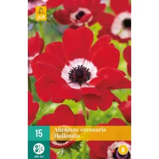 Compra ANÉMONA HOLLANDIA en la tienda online Fito Agrícola