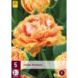 Compra TULIPÁN BRISBANE en la tienda online Fito Agrícola