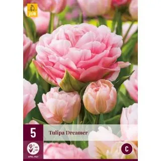 Compra TULIPÁN DREAMER en la tienda online Fito Agrícola