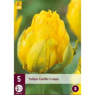 Compra TULIPÁN VANILLE COUPE en la tienda online Fito Agrícola