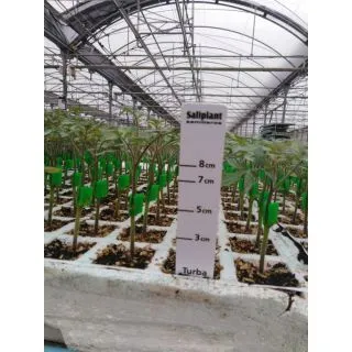 Compra TOMATE MULTIFORT F1 (Portainjerto) EPS104 en la tienda online Fito Agrícola