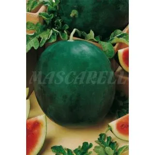 Compra SANDÍA NISIDA F1 (0,6 gr.) en la tienda online Fito Agrícola