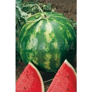 Compra SANDÍA OLINDA F1 (0,06 gr.) en la tienda online Fito Agrícola