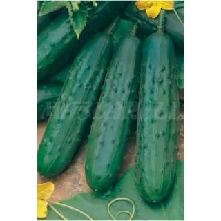 Compra PEPINO F1 GEMINI (100 gr.). en la tienda online Fito Agrícola