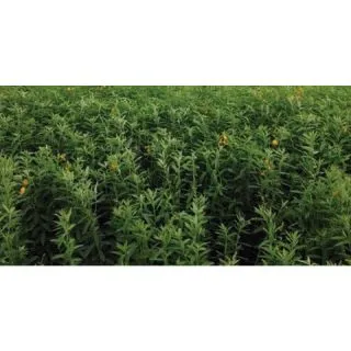 Compra CROTALARIA JUNCEA LOEI (22,70 Kgr.). en la tienda online Fito Agrícola