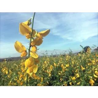 Compra CROTALARIA JUNCEA CRESCENT SUNN (22,70 Kgr.). en la tienda online Fito Agrícola