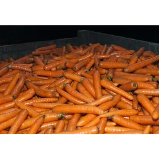 Compra ZANAHORIA BANGOR F1 Precisión (500.000 Semillas) Cal. 1.6 - 1.8 mm. en la tienda online Fito Agrícola