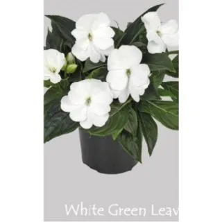 Compra IMPATIENS DE NUEVA GUINEA WHITE (84 Plantas). en la tienda online Fito Agrícola
