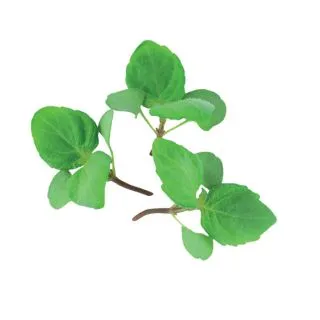 Compra SHISO Sin Tratar (10 gr.). en la tienda online Fito Agrícola