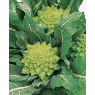 Compra ROMANESCO VERONICA F1 (500 Semillas). en la tienda online Fito Agrícola