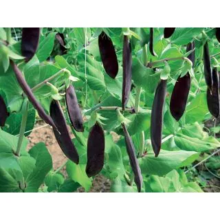 Compra GUISANTE SHIRAZ Sin Tratar (500 gr.) en la tienda online Fito Agrícola