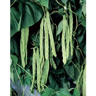 Compra JUDÍA LIMKA (1000 Semillas). en la tienda online Fito Agrícola