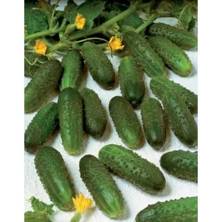 Compra PEPINILLO MARINDA F1 Sin Tratar (100 Semillas) en la tienda online Fito Agrícola