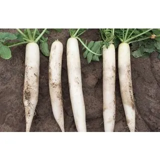 Compra RABANITO MERLÍN F1 (1000 Semillas). en la tienda online Fito Agrícola