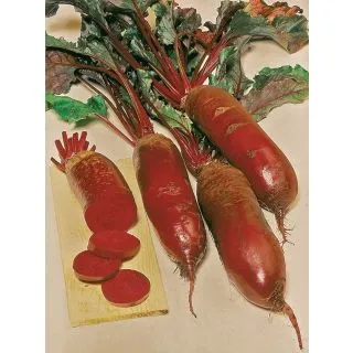 Compra REMOLACHA FORONO (250 gr.). en la tienda online Fito Agrícola