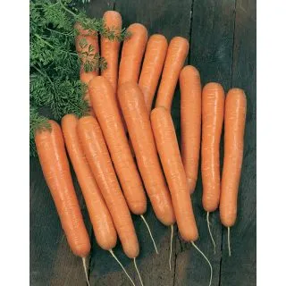 Compra ZAMAHORIA BOLERO F1 Natural Choice (100.000 Semillas). en la tienda online Fito Agrícola