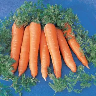 Compra ZANAHORIA ROTHILD Sin Tratar (50 gr.). en la tienda online Fito Agrícola