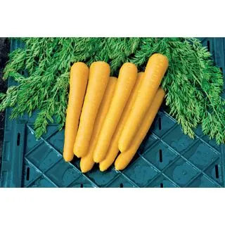Compra ZANAHORIA GOLD NUGGET F1 Sin Tratar (25.000 Semillas) en la tienda online Fito Agrícola
