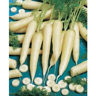 Compra ZANAHORIA WHITE SATIN F1 (25.000 Semillas) en la tienda online Fito Agrícola