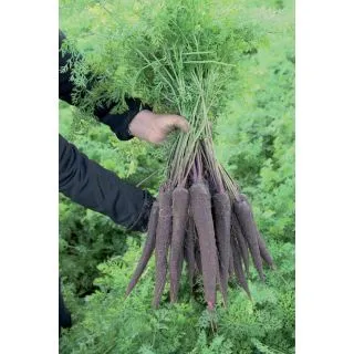 Compra ZANAHORIA PURPLE SUN F1 (25.000 Semillas) en la tienda online Fito Agrícola