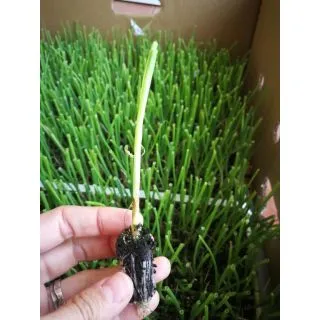 Compra CEBOLLA COMETA BLANCA F-1 EPS726 en la tienda online Fito Agrícola