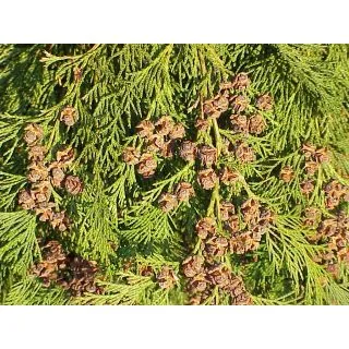 Compra CIPRES DE LAWSON (100 gr.). en la tienda online Fito Agrícola