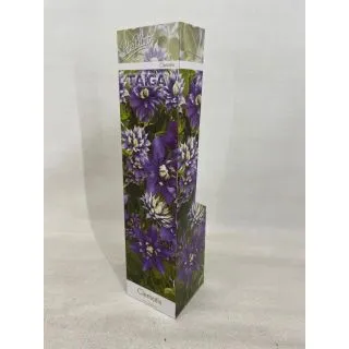 Compra CLEMATIS TAIGA® (1 unid.) en la tienda online Fito Agrícola