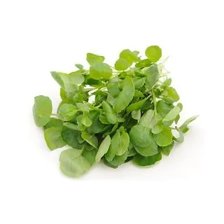 Compra BERRO DE JARDÍN DE HOJA GRANDE BABY LEAF (1 Kgr.) en la tienda online Fito Agrícola