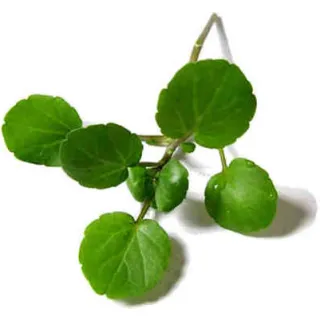 Compra BERRO DE JARDÍN DE HOJA PEQUEÑA BABY LEAF (1 Kgr.) en la tienda online Fito Agrícola