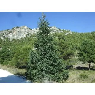 Compra ABETO ESPAÑOL (100 gr.) en la tienda online Fito Agrícola