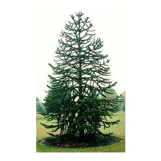 Compra ARAUCARIA (100 gr.). en la tienda online Fito Agrícola