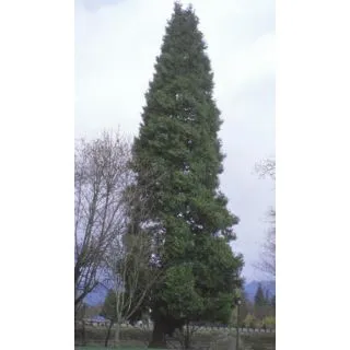 Compra CEDRO BLANCO DE CALIFORNIA (100 gr.). en la tienda online Fito Agrícola
