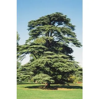 Compra CEDRO DEL LÍBANO (100 gr.). en la tienda online Fito Agrícola