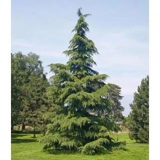 Compra CEDRO DEL HIMALAYA (100 gr.). en la tienda online Fito Agrícola