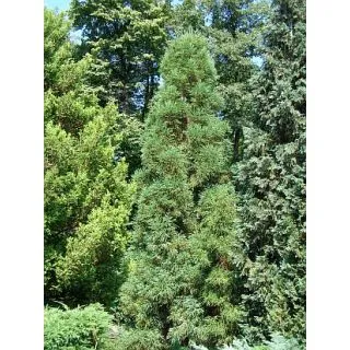 Compra SUGI (100 gr.). en la tienda online Fito Agrícola