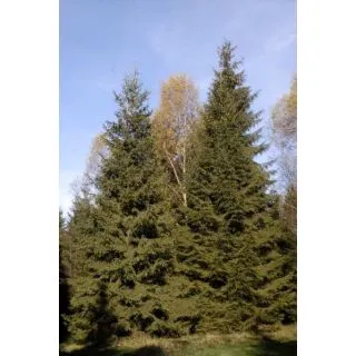 Compra ABETO ROJO (100 gr.) en la tienda online Fito Agrícola