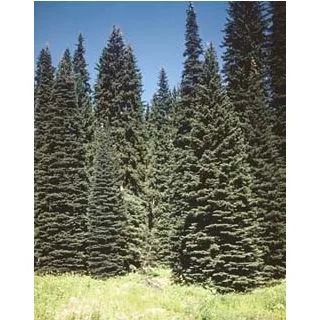 Compra PICEA DE ENGELMANN (100 gr.). en la tienda online Fito Agrícola