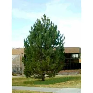 Compra PINO DE AUSTRIA (100 gr.). en la tienda online Fito Agrícola