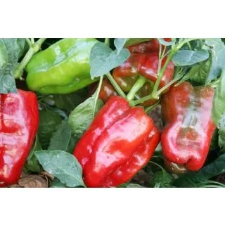 Compra PIMIENTO POMPEO F-1 (1.000 Semillas) en la tienda online Fito Agrícola