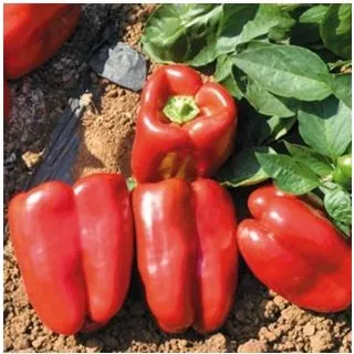 Compra PIMIENTO RICARDO F1 (1.000 Semillas) en la tienda online Fito Agrícola