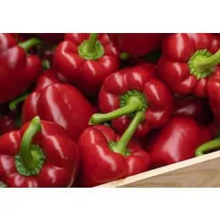 Compra PIMIENTO KRAKOS F1 (1.000 Semillas) en la tienda online Fito Agrícola