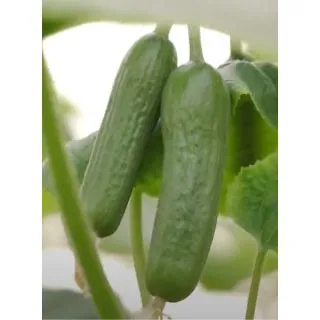 Compra PEPINO CHIKITO F1 (1.000 Semillas) en la tienda online Fito Agrícola