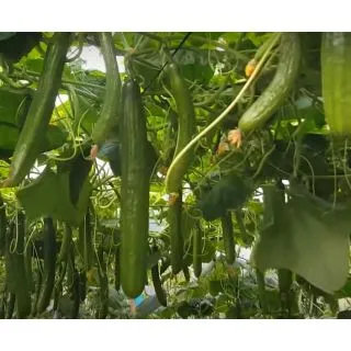 Compra PEPINO ATOLON F1 (1.000 Semillas) en la tienda online Fito Agrícola