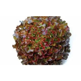 Compra LECHUGA INSIGNIA Pildorada (25.000 Semillas) en la tienda online Fito Agrícola